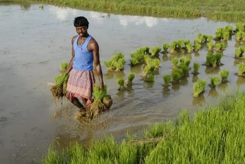 Agriculture & Livelihoods