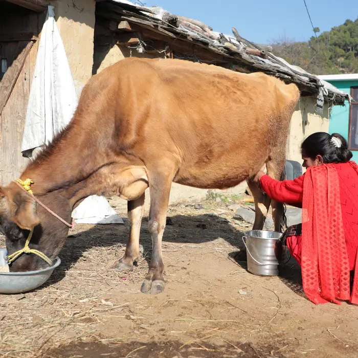 Summer Skill School: Dairy Entrepreneurship Development