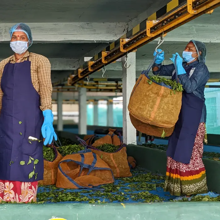 Capacity Building for Sustainable Tea Production