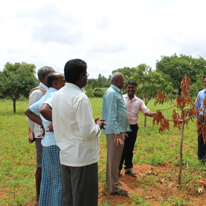 Training of Farmers in Ultra High-Density Mango Plantation (UHDP): Unnati